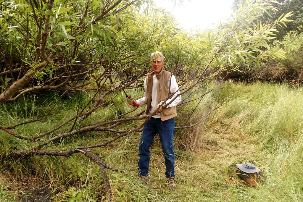 John trimming back the willow tree.